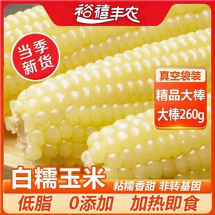 2025新玉米东北白糯玉米正宗粘玉米粗粮玉米新鲜糯玉米真空装 农家