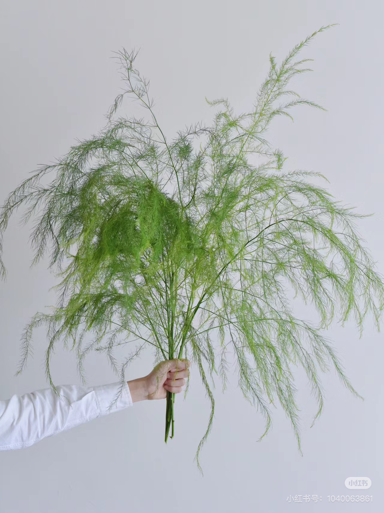 【购买3单才包邮】不售后，芦荀草1扎