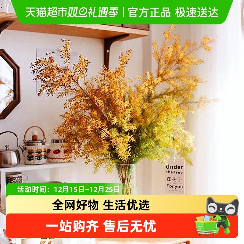 爱黛千层金鲜花鲜切枝水培植物