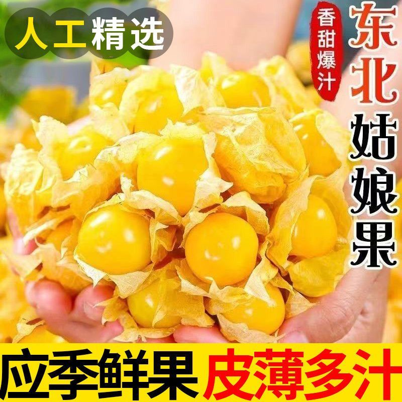 东北姑娘果大果5新鲜当季水果整箱特产灯笼果小金豆甜菇娘果