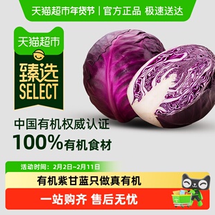 【臻选】天猫有机紫甘蓝 紫包菜卷心菜 沙拉轻食榨汁有机蔬菜