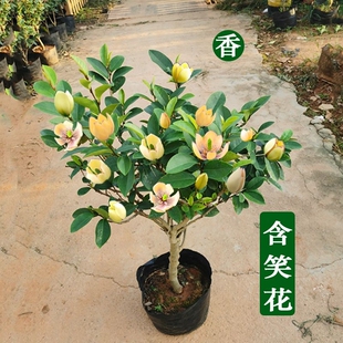 含笑花盆栽含笑花苗浓香型花卉带花苞室内阳台耐寒四季常青植物