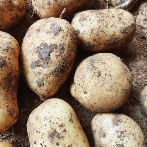 高山黄心大土豆黄皮软糯香甜洋芋整箱马铃薯现挖农家蔬菜5/10斤