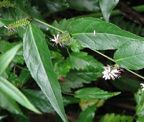 腹水草，钓鱼杆，仙人搭桥，腹水草种苗一苗
