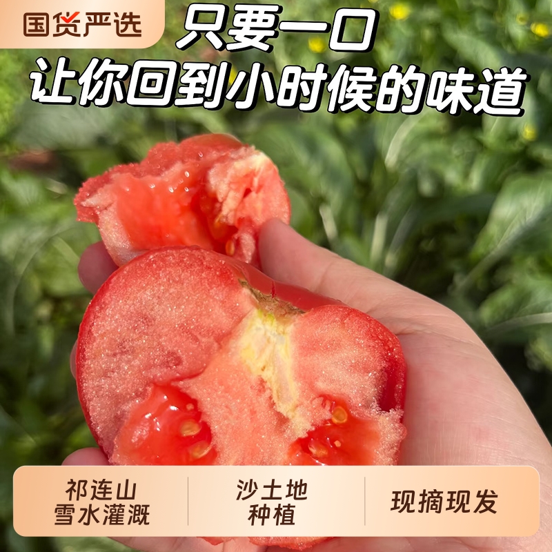 忆陇甜甘肃沙漠沙瓤西红柿现摘现发精选柿子顺丰包邮正宗新鲜味道