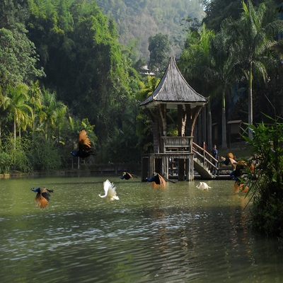 [西双版纳原始森林公园-大门票+往返电瓶车]大门票+往返电瓶车