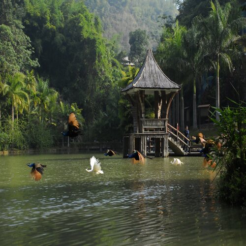 [西双版纳原始森林公园-大门票+往返电瓶车]大门票+往返电瓶车