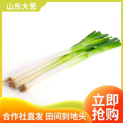 山东大葱新鲜包邮铁杆去叶特产大葱蔬菜5斤优质直销草本新鲜应季