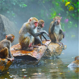 [南湾猴岛生态旅游区-猴岛公园+水上运动中心+猴岛传奇天幕秀+缆车/轮渡/观光车]猴岛