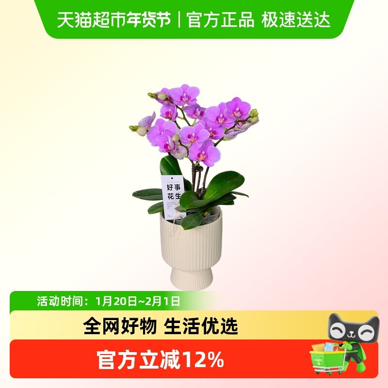 蝴蝶兰盆栽送礼盆栽带花剑四季开花客厅室内,鲜花速递/花卉仿真/绿植园艺,国兰/杂交兰/洋兰类,淘宝优惠券,粉丝福利购,淘宝优惠卷