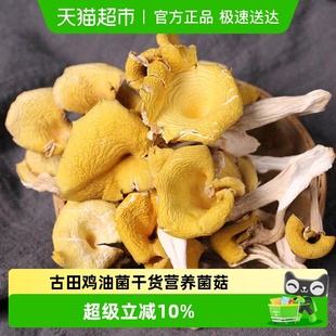 古田鸡油菌干货150克 包黄金菇榆黄菇营养菌菇煲汤食材