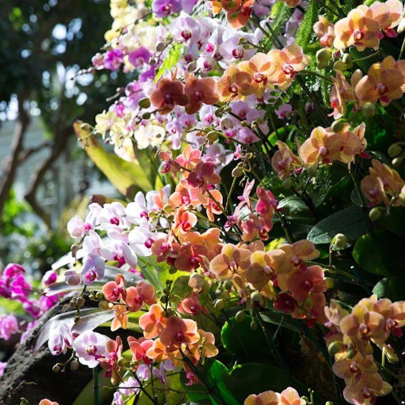 [纽约植物园-大门票]美国纽约旅游纽约植物园 大门票