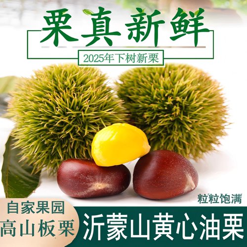 新鲜板栗2025年新鲜油栗新鲜下树山东板栗野生深山板栗产地直发
