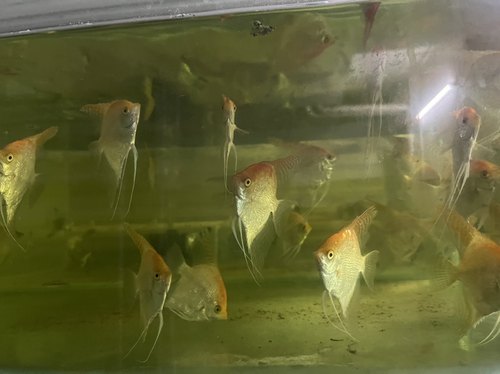 特价热带神仙金仙6-8厘米2条。