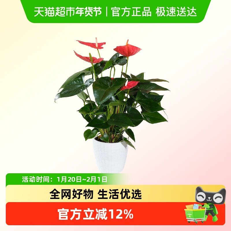 红掌盆栽室内花卉客厅办公室开花类四季好养,鲜花速递/花卉仿真/绿植园艺,绿植,淘宝优惠券,粉丝福利购,淘宝优惠卷