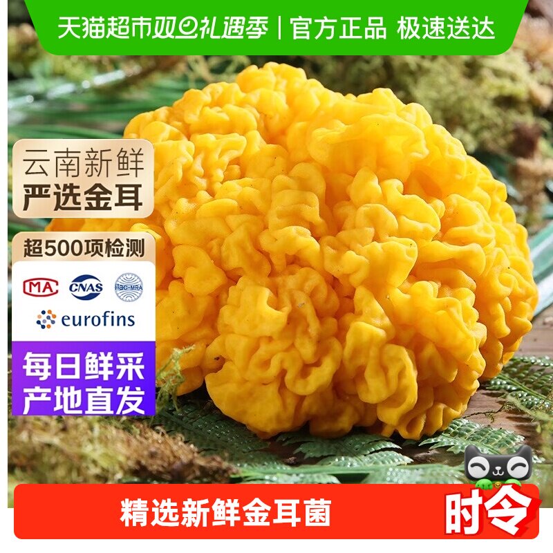 云南新鲜金耳菌特产菌菇黄金耳