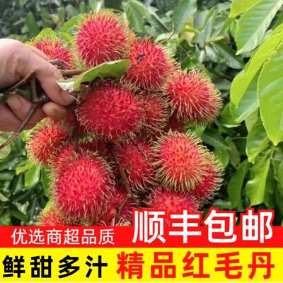 泰国进口红毛丹水果新鲜毛荔枝带箱斤新鲜当季热带水果一整箱包邮