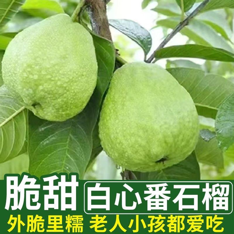 广东白心黄金奶油软糯芭乐