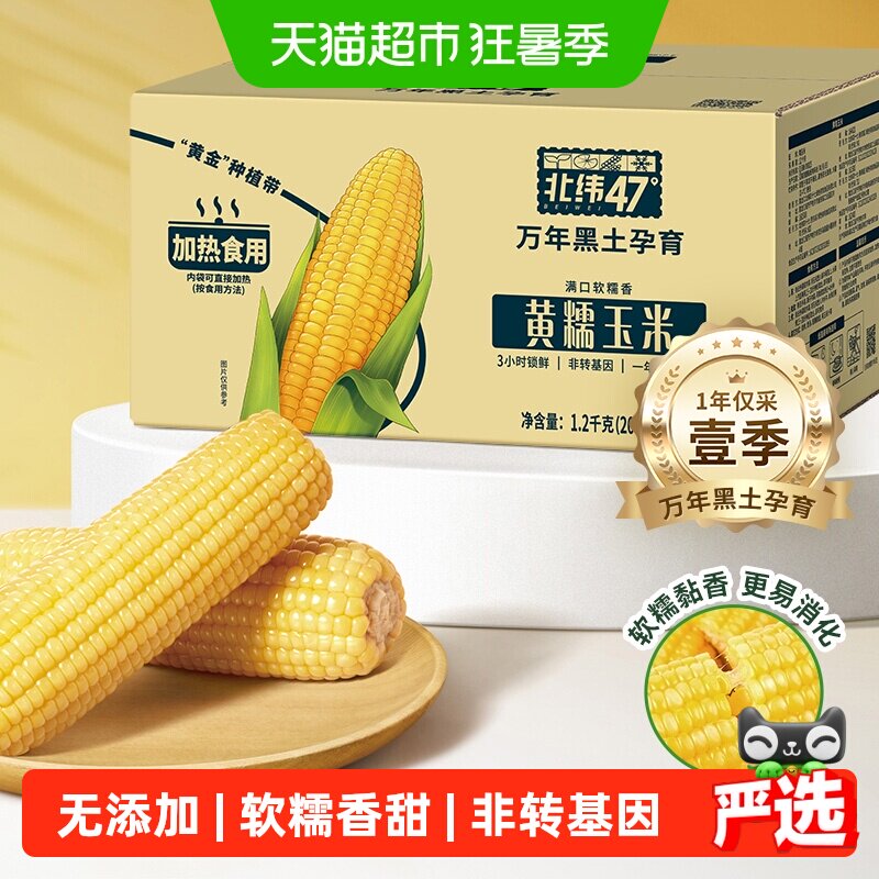 北纬47度黄糯鲜食玉米东北黑龙江玉米真空包装苞米棒杂粮