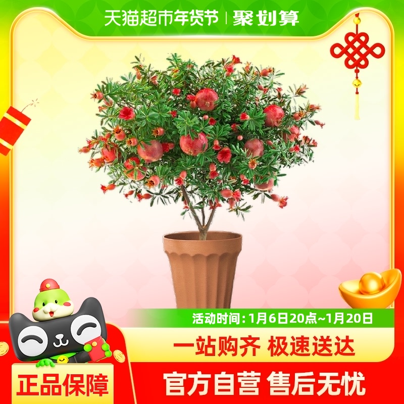 ʯԴʳֲڻֲļ辰62.7Ԫ(88VIP 95)
