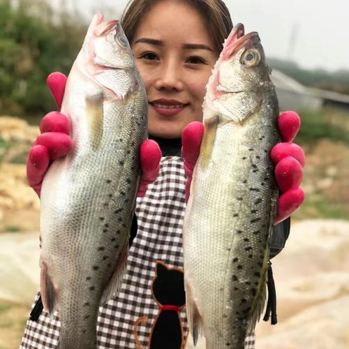 整条海鲈鱼无冰海鲈鱼船捕鲜活急冻深海鲈鱼七星鲈鱼大花鲈冷冻