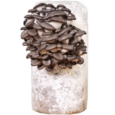 蘑菇种植包平菇香菇金针菇