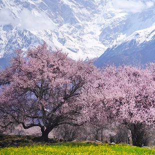 拉萨到林芝波密桃花雅鲁藏布江羊湖布达拉宫7日游2-8人小团纯玩
