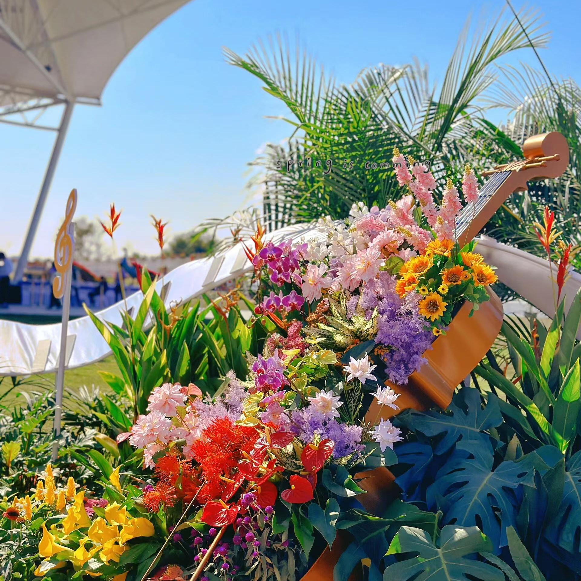 冬日赏花【中山一天游】小榄菊花展+横栏花洲·3Km花海长廊-纯玩