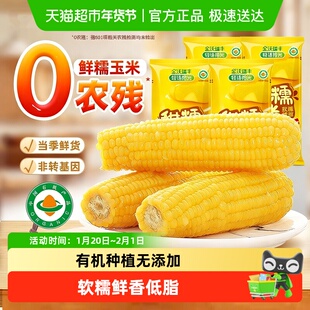轻语拾光25年新鲜有机黄糯玉米非东北粘苞米低脂主食早餐代餐真空