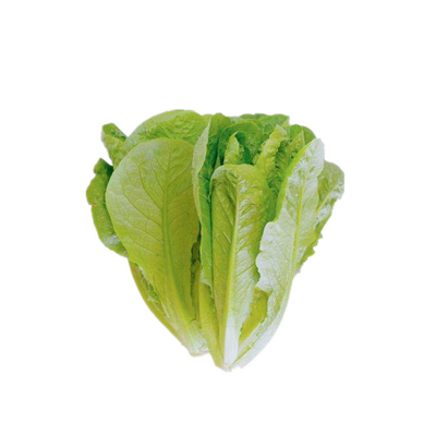 德瑞汉斯沙拉直立庭院种四季生菜