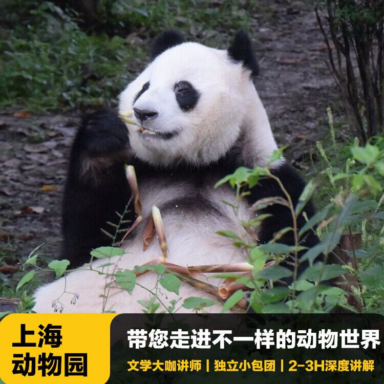 上海动物园讲解一日游