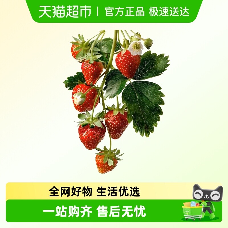 朵屿花间草莓阳台浆果类好养耐活