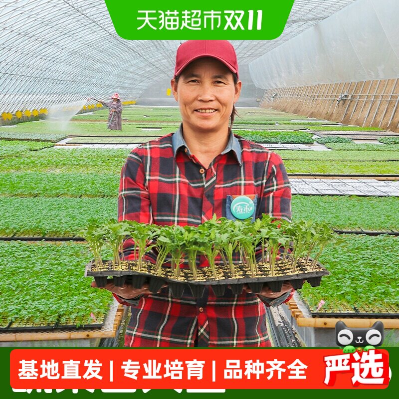 寿禾番茄苗秧辣椒茄子圣女果苗带土秧苗盆栽蔬菜各种当季菜苗大全