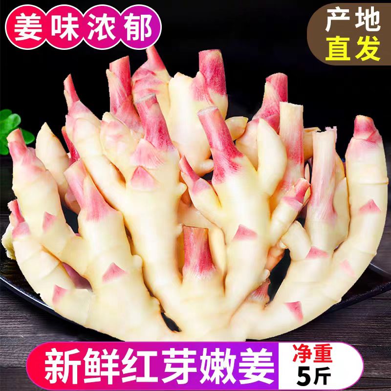 云南当季新鲜嫩姜子脆嫩红芽嫩姜嫩生姜糖醋泡姜农家自种新鲜发货