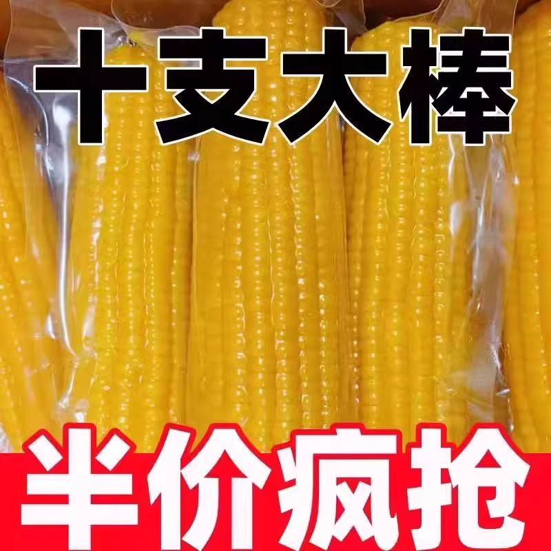 东北黄糯玉米香糯玉米早餐真空包装吉林糯玉米棒10根黄金甜玉米