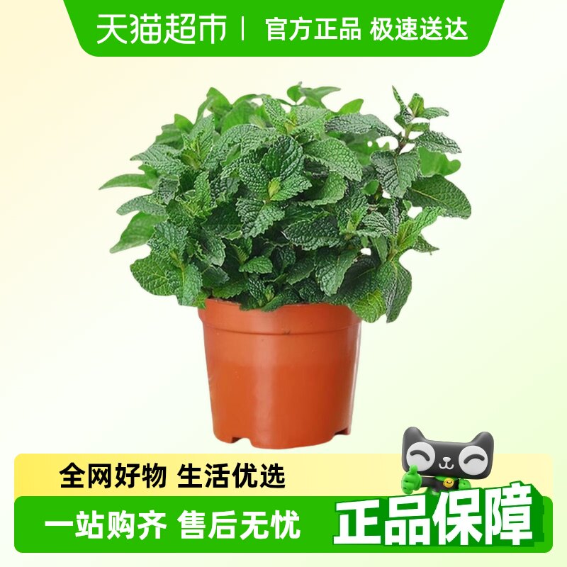 薄荷盆栽迷迭香室内桌面绿植土培植物驱蚊提神四季好养观赏花卉