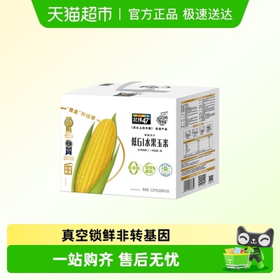 北纬47°黑龙江水果玉米米棒