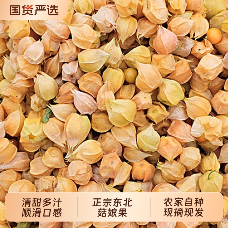 东北新鲜姑娘果黄菇娘当季现摘薄皮灯笼果香甜洋姑娘鲜果