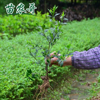 小叶栀子花树苗庭院阳台工程园林绿化植物花卉绿植四季常青苗木