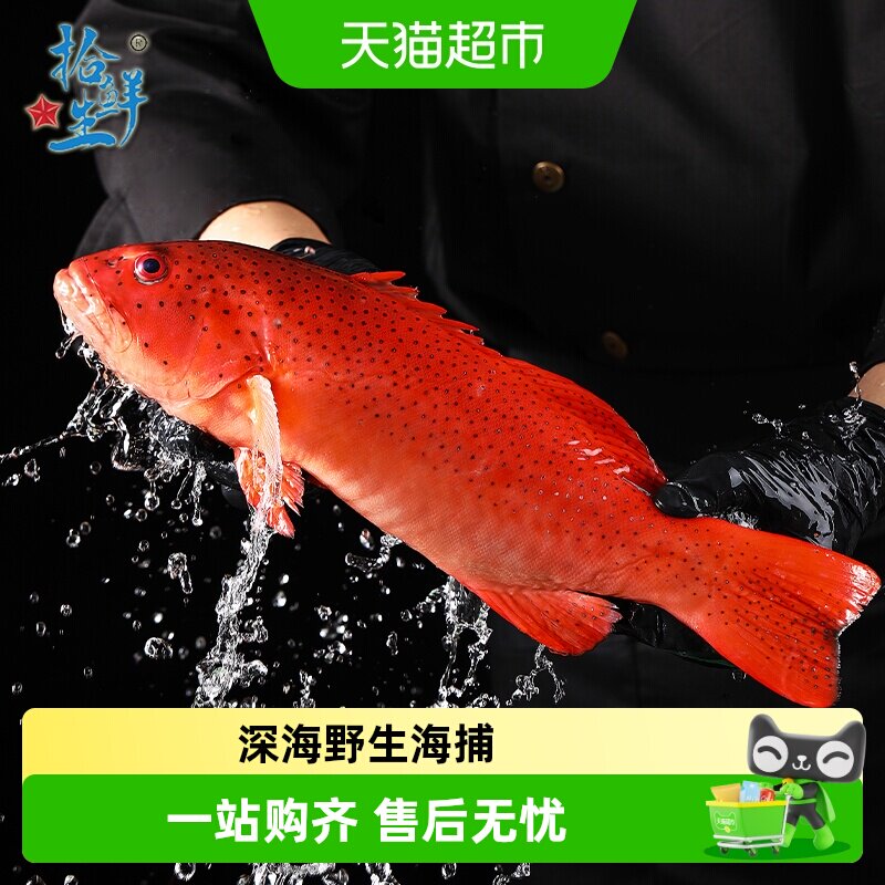 拾鲜生深海捕捞海鱼图片