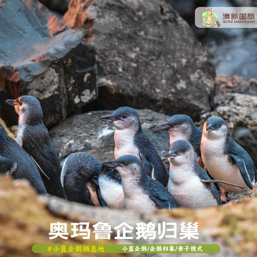 奥玛鲁小蓝企鹅归巢