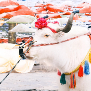 小众玩法·拉脊山日出+宗喀拉则+塔尔寺半日游