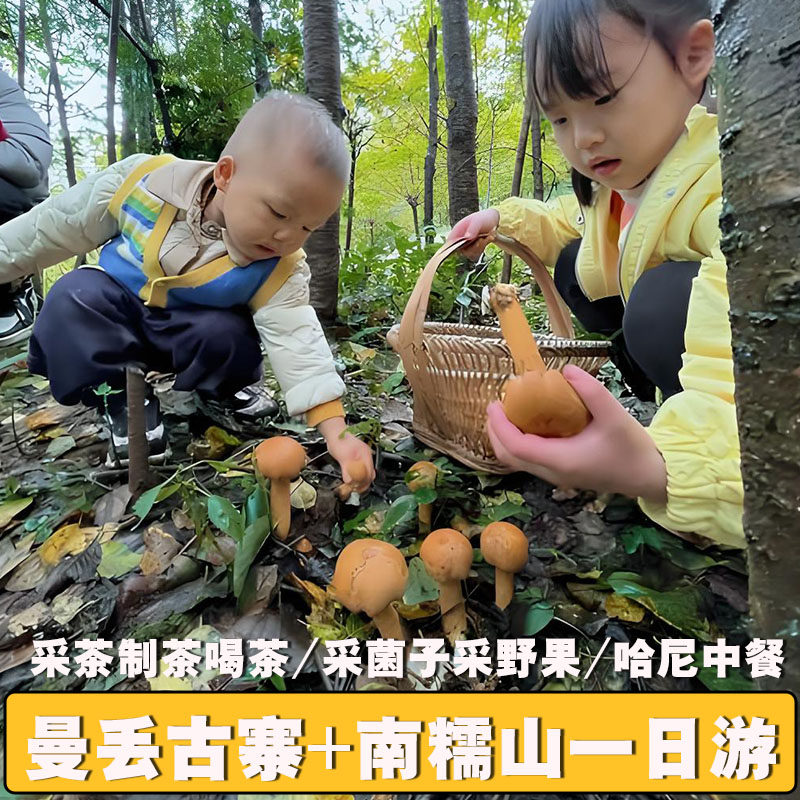【采茶制茶采菌子采野果哈尼餐轻徒步】西双版纳旅游南糯山一日游