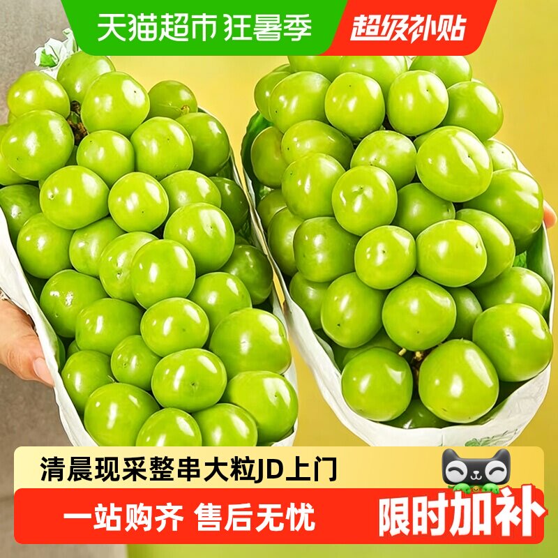 京运达当季阳光玫瑰葡萄可连皮食