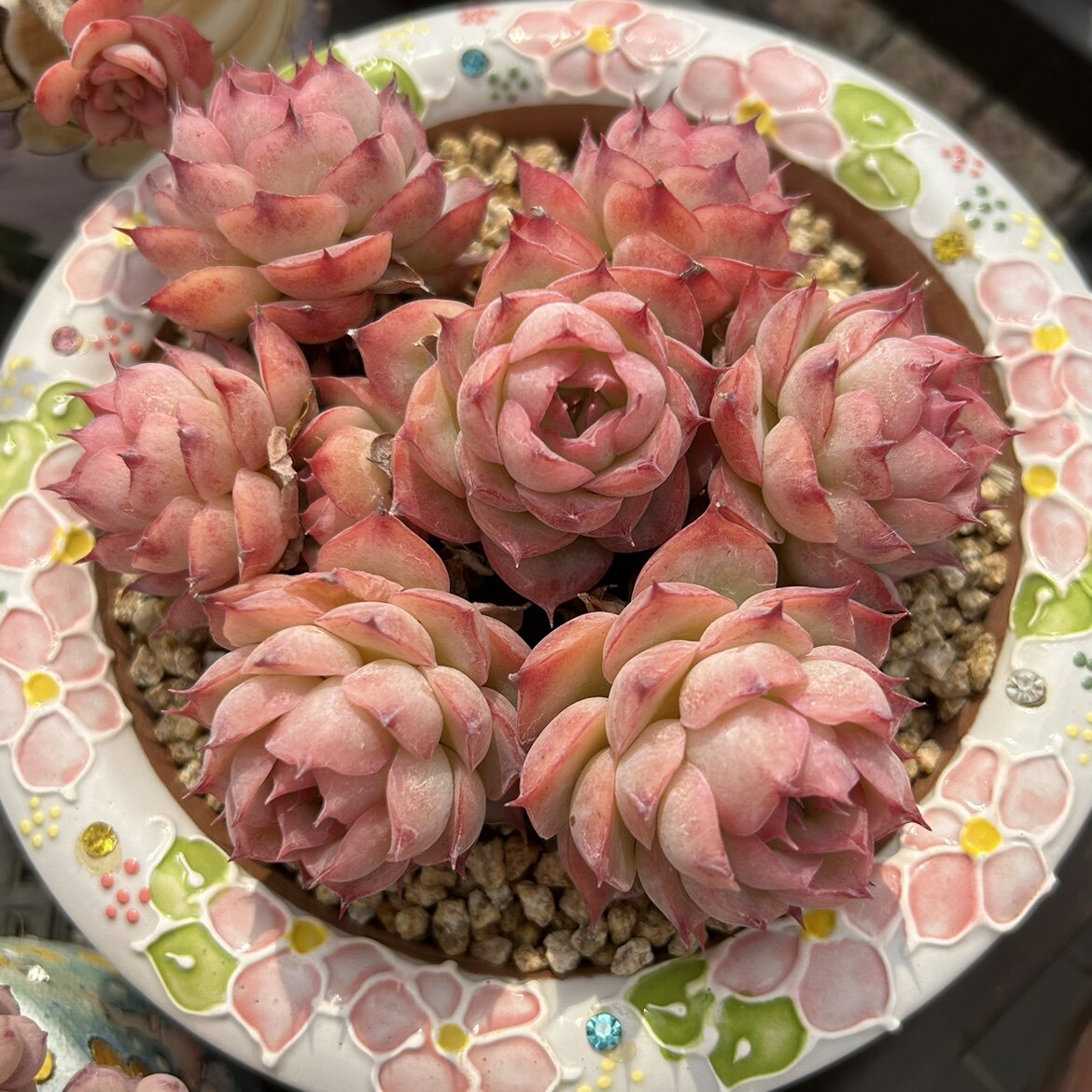 【花沐多肉】水晶玫瑰 侧影 法兰西玫瑰多肉植物