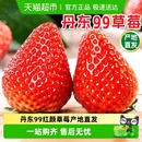 现货丹东99红颜草莓奶油久久草莓头茬新鲜现摘水果丹东产地直发