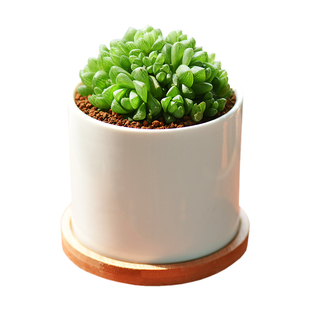 镜绿草玉露群生含陶瓷盆十二卷属桌面小盆栽绿植老桩肉肉花卉花盆