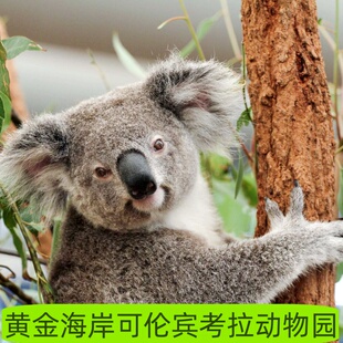 [可伦宾野生动物保护园-门票]澳大利亚澳洲黄金海岸可伦宾动物园Currumbin电子凭证可订当天
