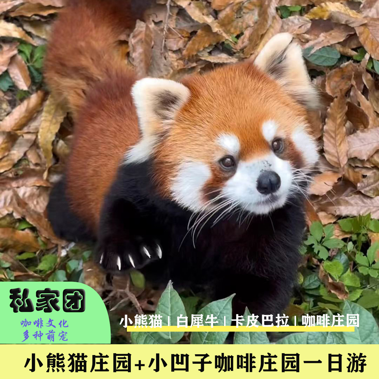 版纳出发 云南普洱小熊猫+小凹子咖啡庄园纯玩一日游 游森林秘境