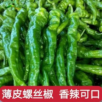 薄皮螺丝椒新鲜香辣皱皮辣椒新鲜农家自种香辣薄皮螺旋椒山东
